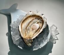 Устрица Остра Регал