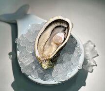 Устрица Касабланка