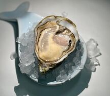 Устрица Джозефина