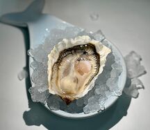 Устрица Люмьер