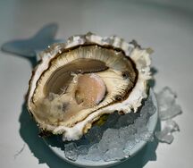 Устрица Хасанская 