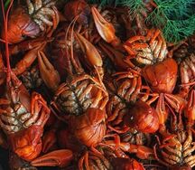 Раки отварные XL