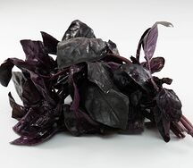 Базилик красный