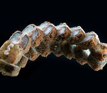 Хот темпура