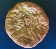 Пирог Осетинский