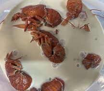 30. Раки крупные в сливочном бульоне