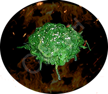 Салат чука с ореховым соусом