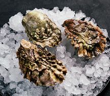 Устрица Ромаринка 