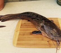 Сом дикий замороженный Чукотское море