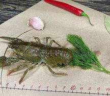 Раки маленькие