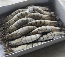 Тигровая креветка