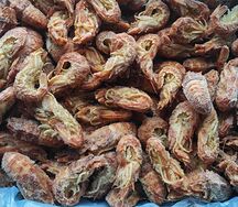 Креветка Шримс-медведка