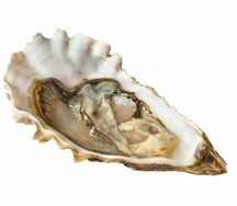 Устрица открытая Хасанская