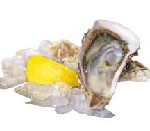 Устрица открытая Розовая Джоли XS