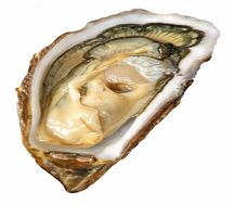 Устрица открытая Королевская