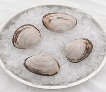 Моллюск Хамагури