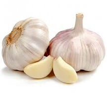 Garlic
