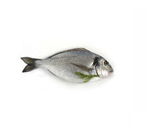 Zamfresh fish