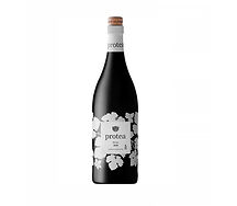 Protea shiraz