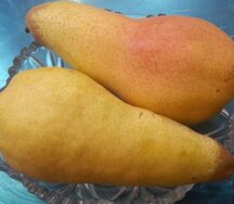 Груша Аббат Цхалтубо