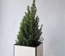 Ель пицея живая натуральная