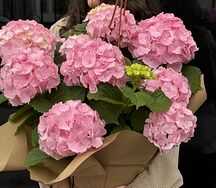 Гортензия кустовая в кашпо