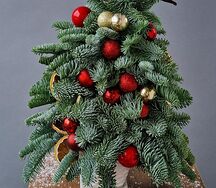 Ёлка нобилис