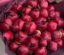 Пионы бордовые