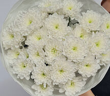 Букет живых цветов из белых кустовых хризантем