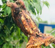 Шашлык из кролика