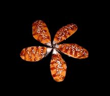 Мидии гигант ракушки