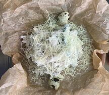 Салат Перепелиное гнездо