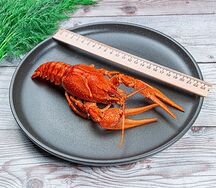 Раки севанские №6