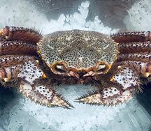 Краб Волосатик свежесваренный в бульоне