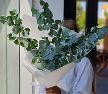 Эвкалипт