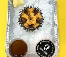 Морской ёж цитрусовый