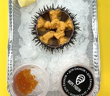 Морской ёж насыщенный