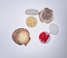 Կոճապղպեղ