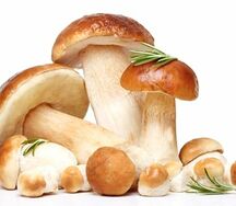 Белые грибы