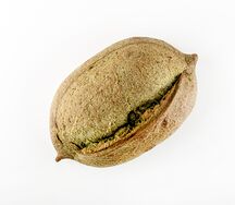 Хлеб с лисичками