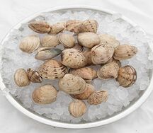 Ракушки Вонголе