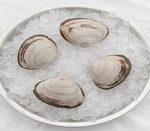 Анадара тихоокеанская