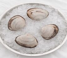 Моллюск Спизула