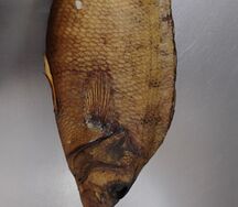 Окунь холодного копчения