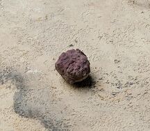 Трюфель Анчан