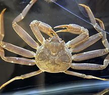 Свежий краб стригун