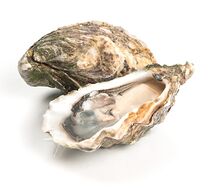 Устрица Дальневосточная