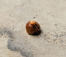 Трюфель с фундуком