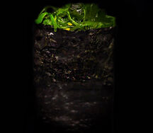 Нигири с чука