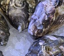 Устрица Жилардо